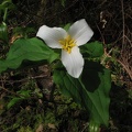 Trillium blooming in the spring along the Eagle-Benson Trail.