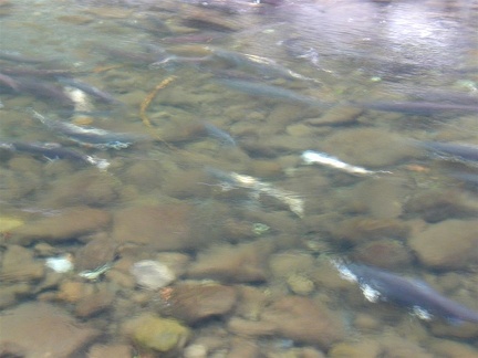 Salmon spawning in Eagle Creek