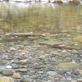 Salmon spawning in Eagle Creek