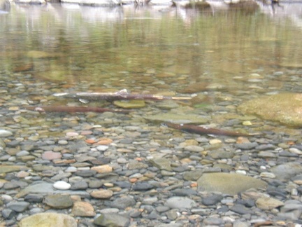 Salmon spawning in Eagle Creek