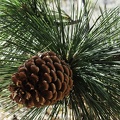 Sierra Sugar (Pine) Cone