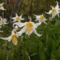 Avalanche lilies bloom near the summit of Silver Star Mountain in June.