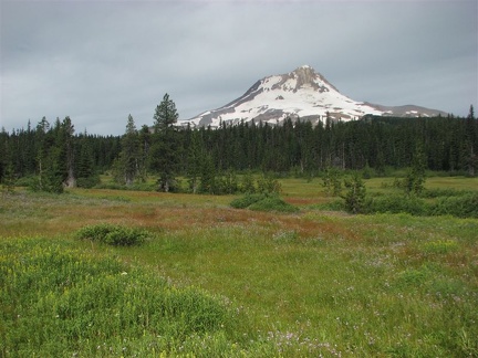 Another view of Elk Meadows showing Mt. Hood. The trail goes around the perimiter of the meadow. The meadow around the shelter is less marshy.