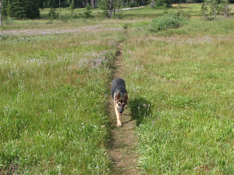 Jasmine returns from a small stream flowing through Elk Meadows near the shelter. It looks like this part of the meadow is wet in spring and mostly dries out in the summer.