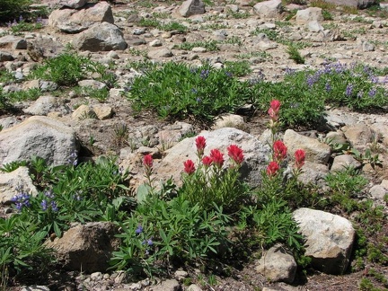 Magenta Paintbrush and Lupines put on a summer show along the Timberline Trail just above the timberline. The dry volcanic soil makes it difficult for most plants to survive.