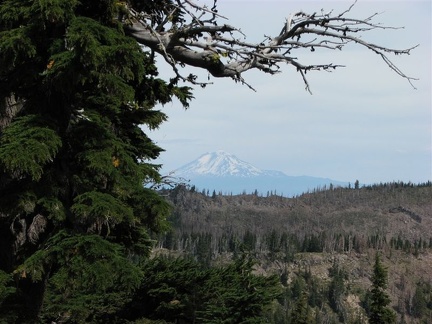 Mt. Adams towers in the distance from the Timberline Trail. The Knarl Ridge fire has burned the trees in the foreground. The Gnarl Ridge Fire was started by lightning on Thursday night, August 7, 2008 and quickly spread. The fire burned until put out by w