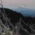 Trees fight to survive and eventually lose the fight with the elements that pound Lamberson Butte. Here a skeletal tree provides a foreground balance to Mt. Jefferson in the distance.