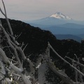 Trees fight to survive and eventually lose the fight with the elements that pound Lamberson Butte. Here a skeletal tree provides a foreground balance to Mt. Jefferson in the distance.