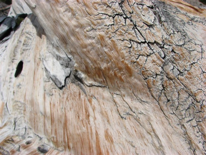 This tree trunk has been sandblasted by storms that rake Mt. Hood. The wood is worn away faster than it can turn gray. The grit almost polishes the wood smooth.