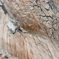 This tree trunk has been sandblasted by storms that rake Mt. Hood. The wood is worn away faster than it can turn gray. The grit almost polishes the wood smooth.