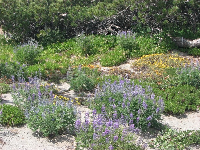 Wildflowers abound where Newton Creek Trail crosses on the north side of Newton Creek. The loose gravel provides a good spot for early colonizers.