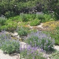 Wildflowers abound where Newton Creek Trail crosses on the north side of Newton Creek. The loose gravel provides a good spot for early colonizers.