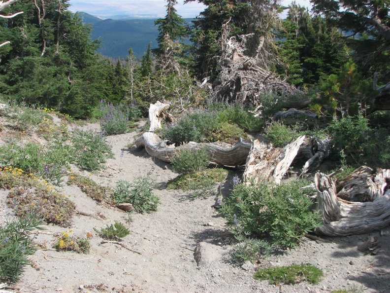 Descending the Timberline Trail just above Lamberson Butte the trees grow taller but plants still struggle to grow in the sandy volcanic soil.