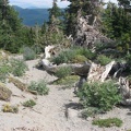 Descending the Timberline Trail just above Lamberson Butte the trees grow taller but plants still struggle to grow in the sandy volcanic soil.