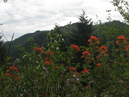 Indian Paintbrush and other shrubs bloom in springtime along the Elk Mountain Trail.