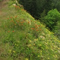 Indian Paintbrush and other wildflowers bloom along the Elk Mountain Trail.