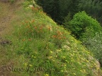 Indian Paintbrush and other wildflowers bloom along the Elk Mountain Trail.