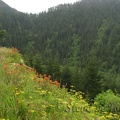 Indian Paintbrush and other wildflowers bloom along the Elk Mountain Trail.