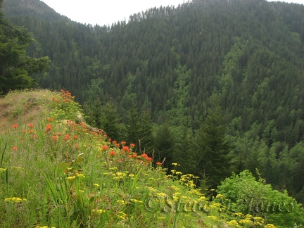 Indian Paintbrush and other wildflowers bloom along the Elk Mountain Trail.