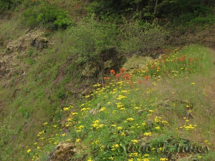 Indian Paintbrush and other wildflowers bloom along the Elk Mountain Trail.