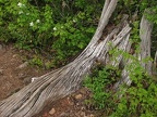 An old stump in the trail provides an interesting texture along the Elk Mountain Trail.