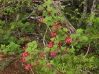 Flowering Currant blooms along the Elk Mountain Trail.