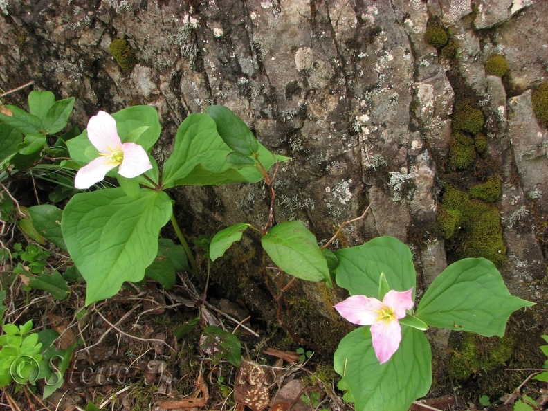 Trillium blooming along the Elk Mountain Trail in June.