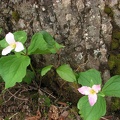 Trillium blooming along the Elk Mountain Trail in June.