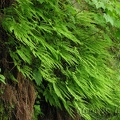 Maidenhair ferns make a beard of green along the Elk Mountain-Kings Mountain Trail.