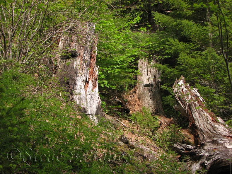 Old stumps along the trail show how loggers cut notches for springboards into the side of the tree, giving the logger a place to stand while cutting down the tree.