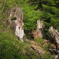 Old stumps along the trail show how loggers cut notches for springboards into the side of the tree, giving the logger a place to stand while cutting down the tree.