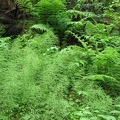 Wet soils along the trail are great for Horsetail and Ferns in the Enchantments.