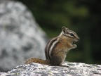 A chipmunk looks for free food along the Snow Lakes Trail.