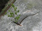 This tenacious little pine tree is growing right out of the granite along Upper Snow Lake.