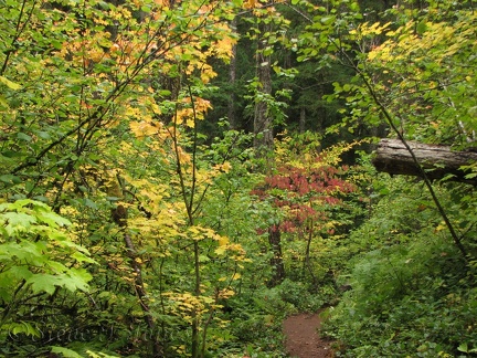 There are some great fall colors along the trail. Here the red of a dogwood tree brightens the trail.