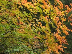 Vine Maples show off their fall colors near the falls.