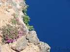 Penstemmons cling to the cliffs along Garfield Peak Trail in Crater Lake National Park.