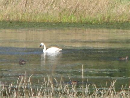 A Trumpeter Swan leisurely swims in Steigerwald Lake on the Gibbons Creek Wildlife Art Trail.