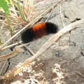 A Woolly Bear caterpillar crosses the Gibbons Creek Wildlife Trail near Steigerwald Lake.