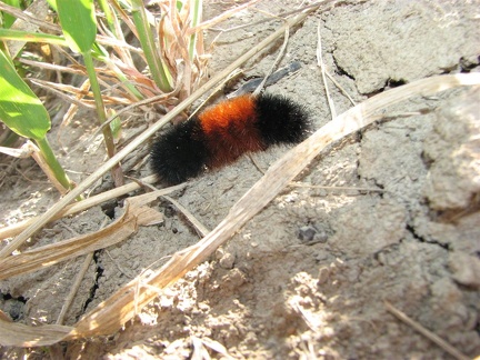 A Woolly Bear caterpillar crosses the Gibbons Creek Wildlife Trail near Steigerwald Lake.