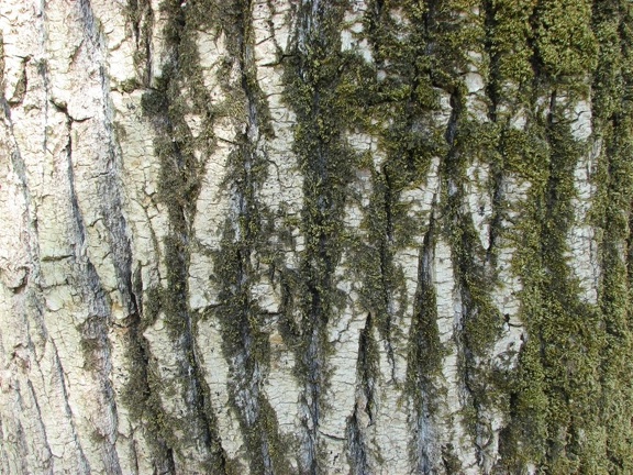 The mossy bark of a Cottonwood tree provides a study in textures along the Gibbons Creek Wildlife Trail.