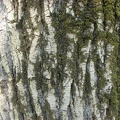 The mossy bark of a Cottonwood tree provides a study in textures along the Gibbons Creek Wildlife Trail.