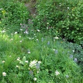 Some wildflowers bloom late into the year along the Glacier Basin Trail.