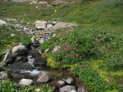 Abundant water feeds carpets of Monkeyflowers in Glacier Basin.