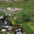 Abundant water feeds carpets of Monkeyflowers in Glacier Basin.