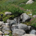 Abundant water feeds carpets of pink Monkeyflowers in Glacier Basin.
