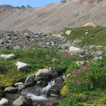 Several small streams provide just the thing for carpets of Monkeyflowers in Glacier Basin.