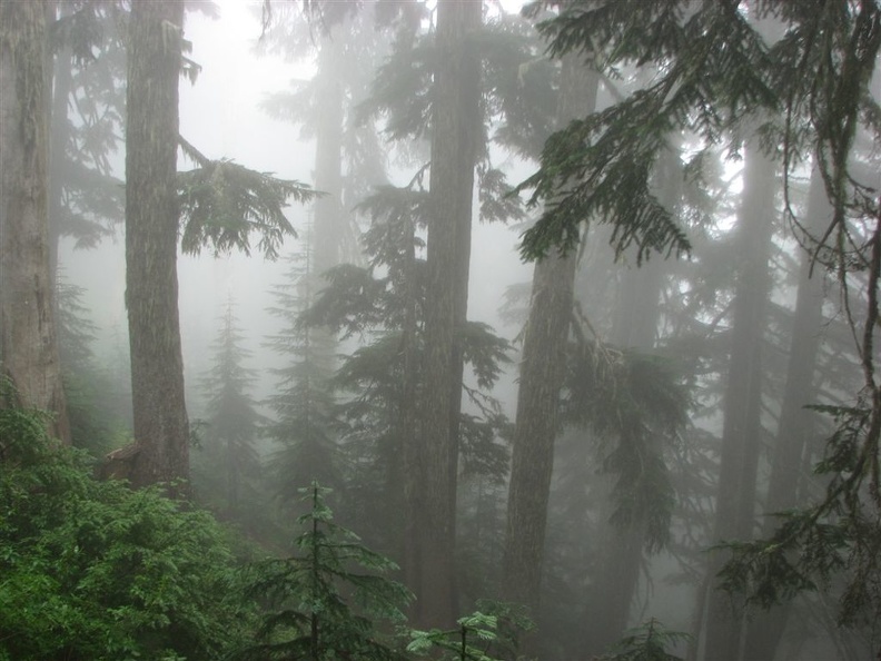 The mist shrouds the forest on a foggy day on the Glacier View Trail.