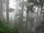 The mist shrouds the forest on a foggy day on the Glacier View Trail.