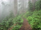 The forest path fades into the distance on the Glacier View Trail.